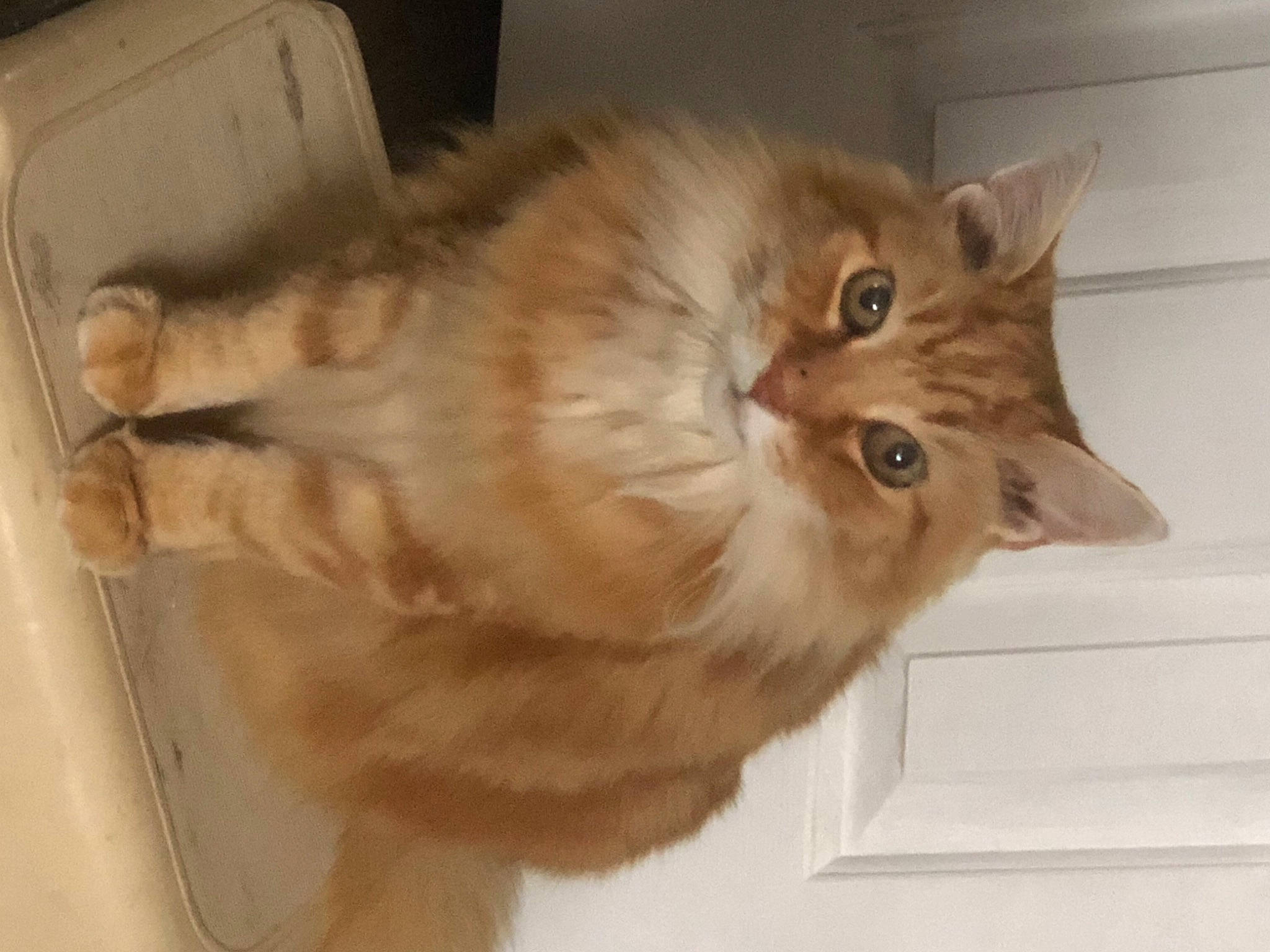Morris