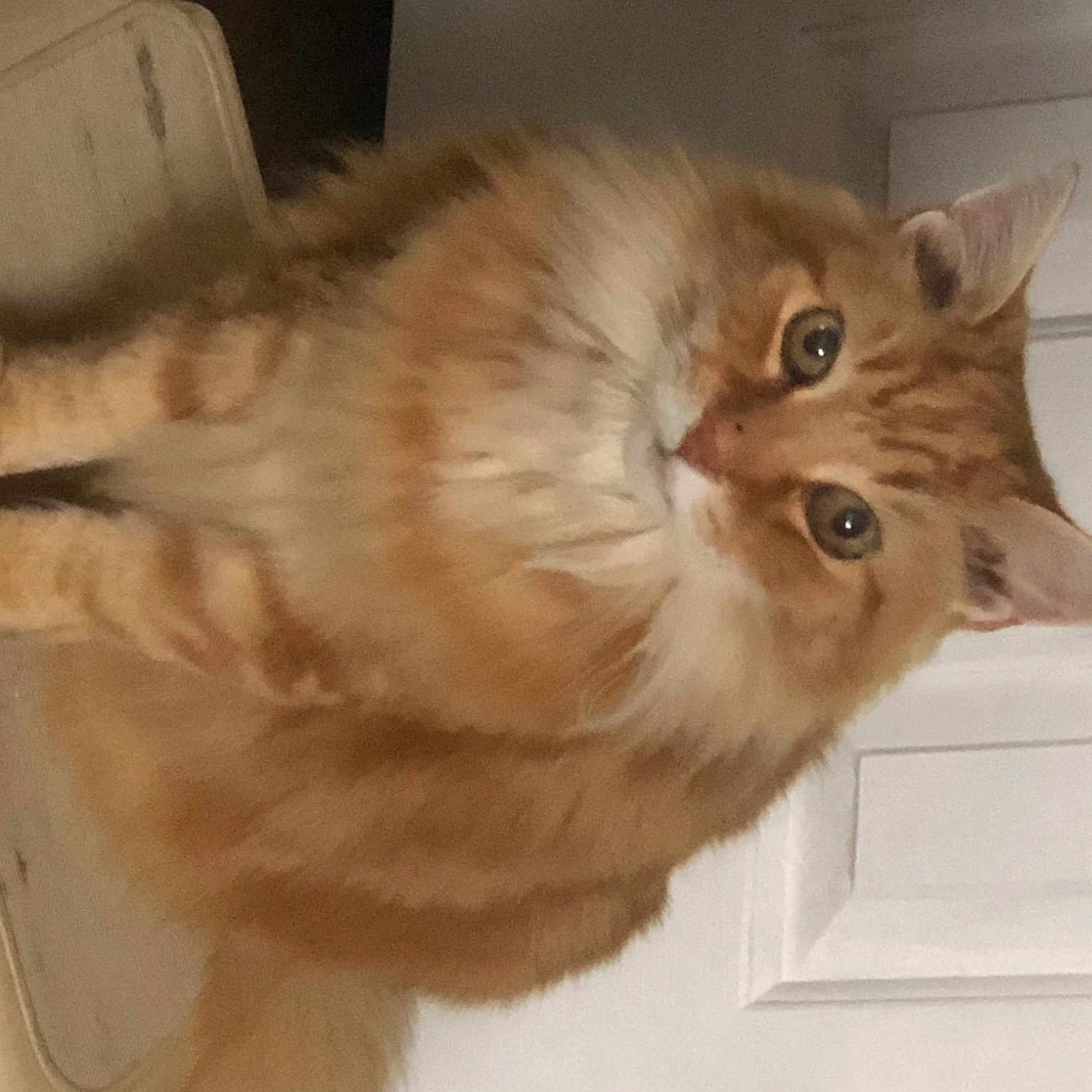 Morris