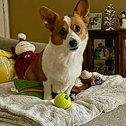Poppy Rose joined the competition — help win amazing prizes! corgi, dog, tennis_ball, blanket, couch, plush_toy, holiday_decor, santa_claus, decorative_tree, snowman, wooden_cabinet, home_interior, pet, furniture, indoor, brown_wall, toy, cozy, cute, animal
