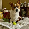 corgi, dog, tennis_ball, blanket, couch, plush_toy, holiday_decor, santa_claus, decorative_tree, snowman, wooden_cabinet, home_interior, pet, furniture, indoor, brown_wall, toy, cozy, cute, animal