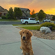 Oakley joined the competition — help win amazing prizes! car, clouds, dog, driveway, golden_retriever, houses, landscaping, neighborhood, orange_sky, outdoor, pet, pickup_truck, portrait, residential, rocks, sidewalk, sitting, suburban, sunset, trees