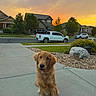 car, clouds, dog, driveway, golden_retriever, houses, landscaping, neighborhood, orange_sky, outdoor, pet, pickup_truck, portrait, residential, rocks, sidewalk, sitting, suburban, sunset, trees