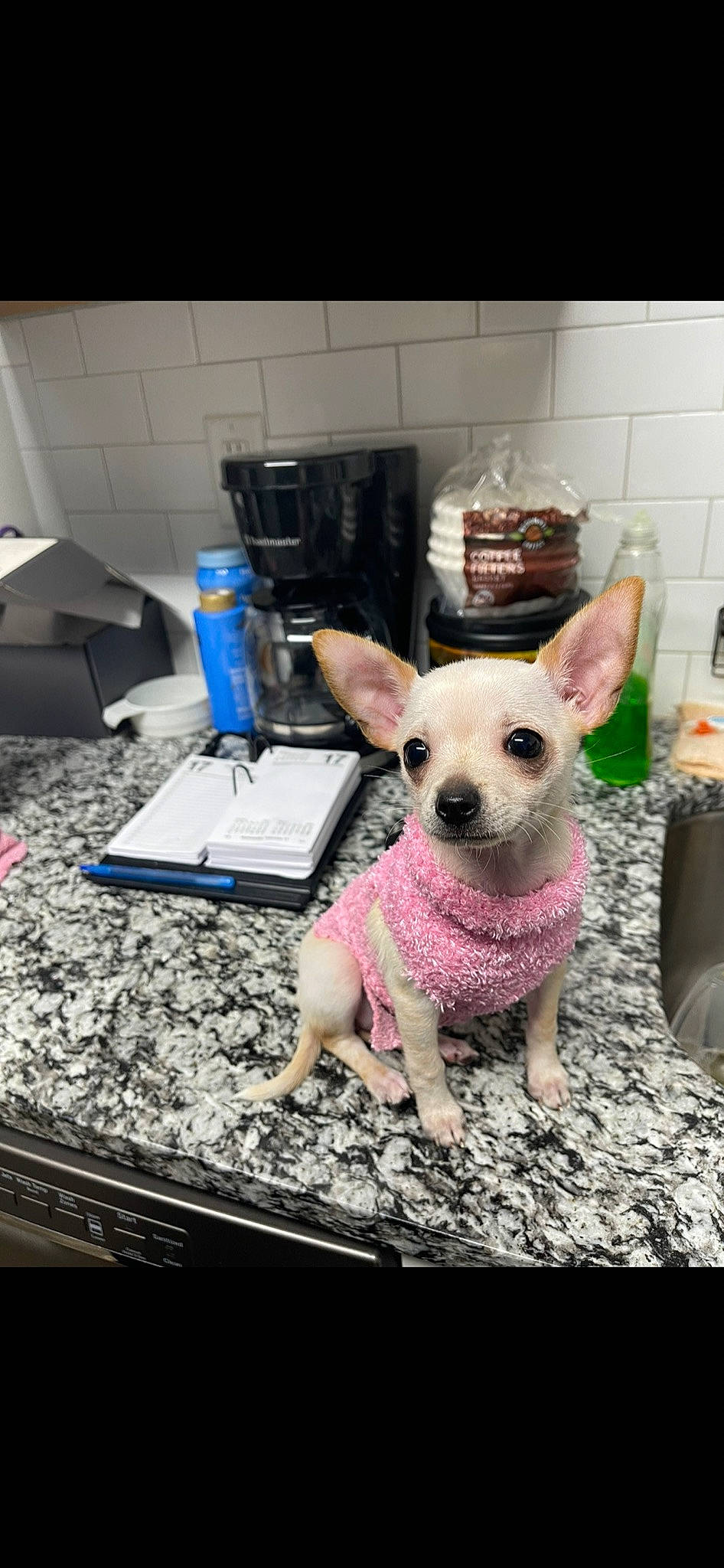 Peach joined the competition — help win amazing prizes! carnivore, chair, chihuahua, companion_dog, dog, dog_breed, ear, eyewear, fawn, flooring, head, magenta, nail, pattern, snout, sporting_group, terrestrial_animal, toy_dog, whiskers, working_animal