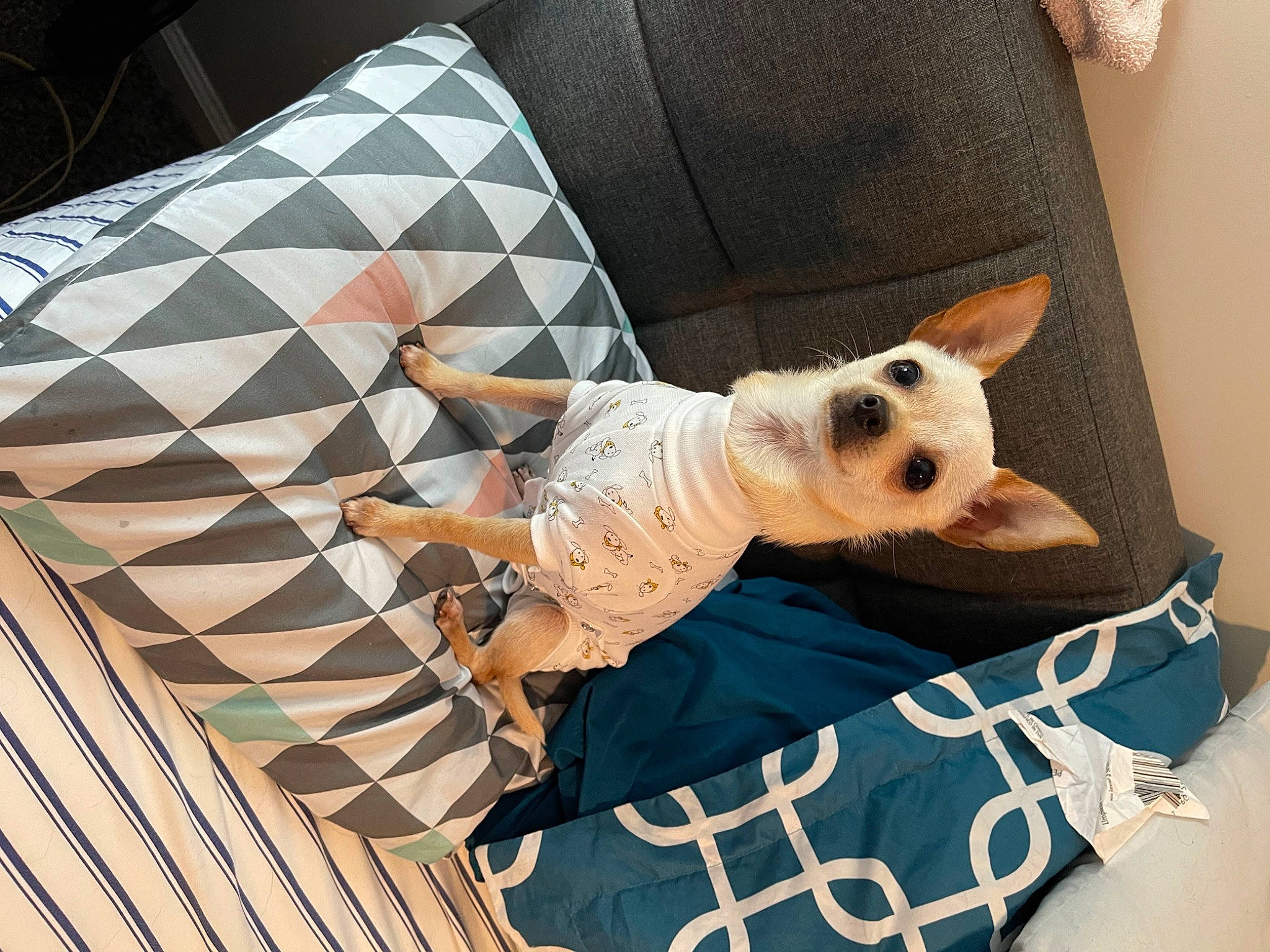 Peach is registered to the contest to win money with this photo: carnivore, comfort, companion_dog, couch, dog, dog_breed, dog_clothes, dog_supply, eyewear, fawn, felidae, font, fur, linens, pattern, pet_supply, sunglasses, textile, toy_dog, working_animal