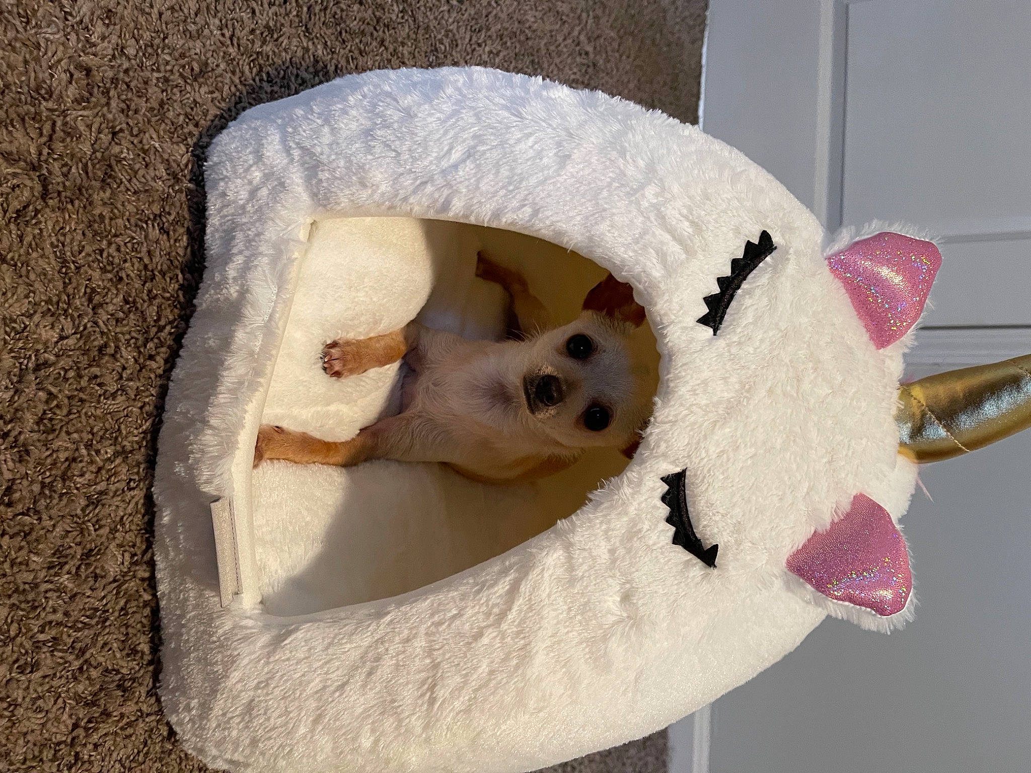 Peach joined the competition — help win amazing prizes! art, bear, carmine, carnivore, cat_bed, cat_supply, companion_dog, creative_arts, fawn, felidae, fur, ornament, plush, small_to_medium_sized_cats, snout, stuffed_toy, teddy_bear, toy, wood, wool