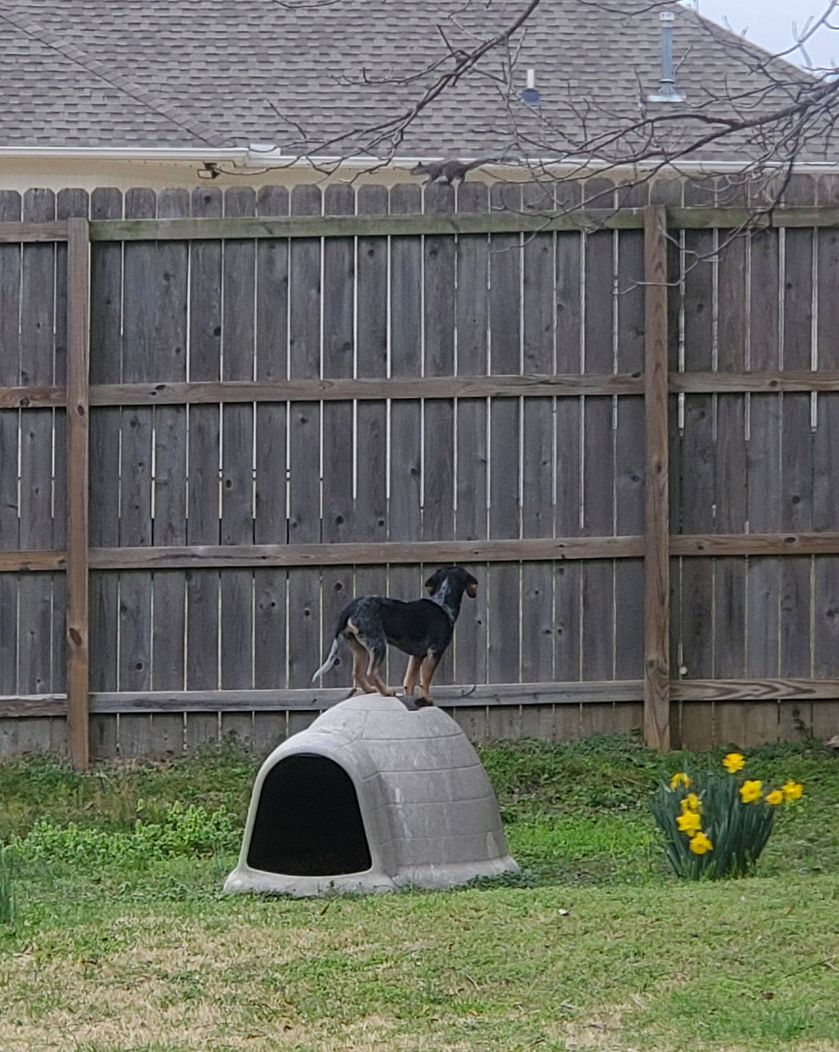 Beretta is registered to the contest to win money with this photo: beak, bird, building, facade, fence, flower, garden, grass, grass_family, groundcover, house, landscape, landscaping, lawn, plant, roof, shrub, wildlife, window, wood