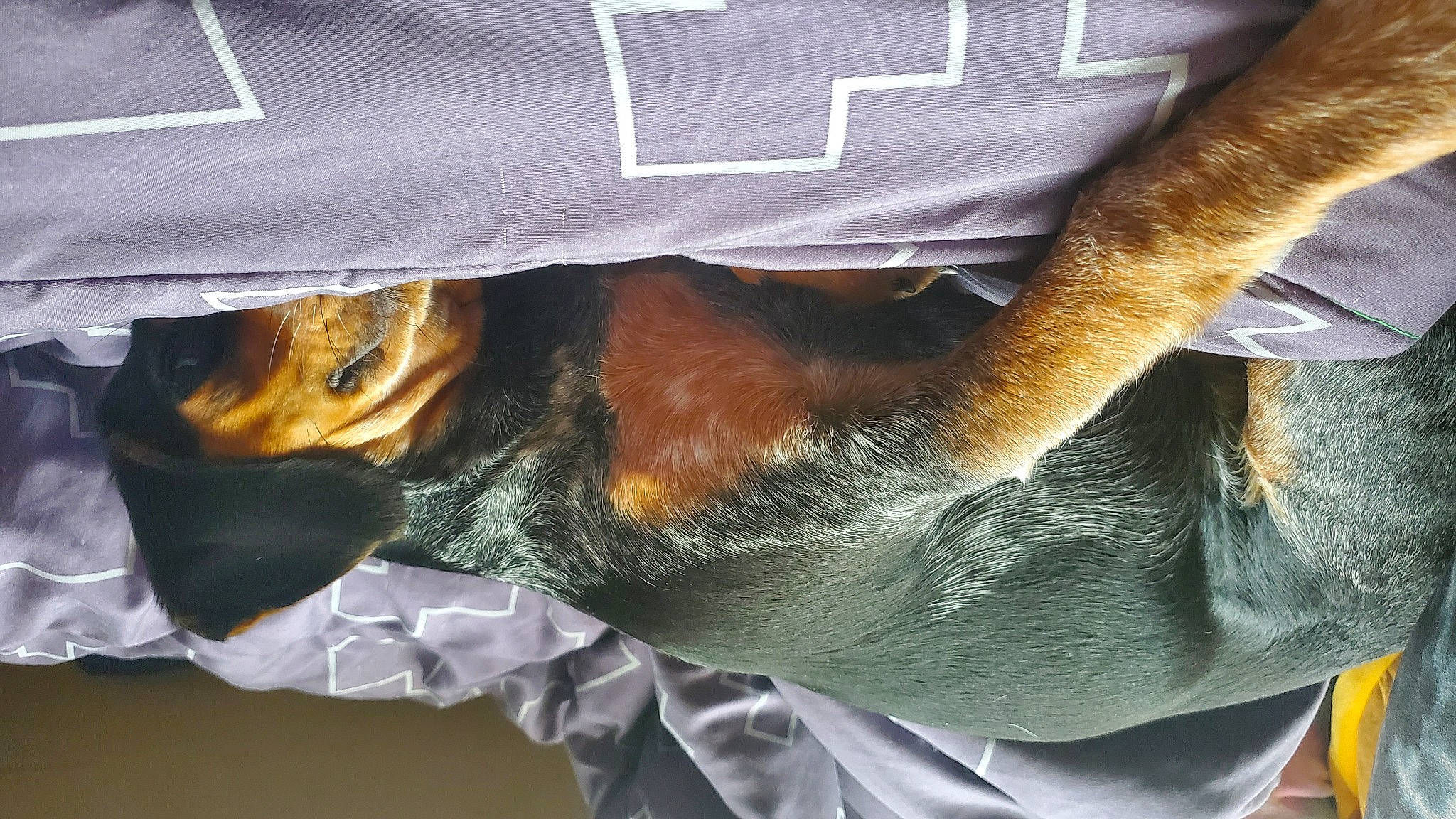 Beretta is registered to the contest to win money with this photo: bat, carnivore, claw, comfort, denim, dog_breed, elbow, feather, fur, gesture, human_leg, mammal, personal_protective_equipment, sleeve, snout, sporting_group, tail, vertebrate, whiskers, wrist