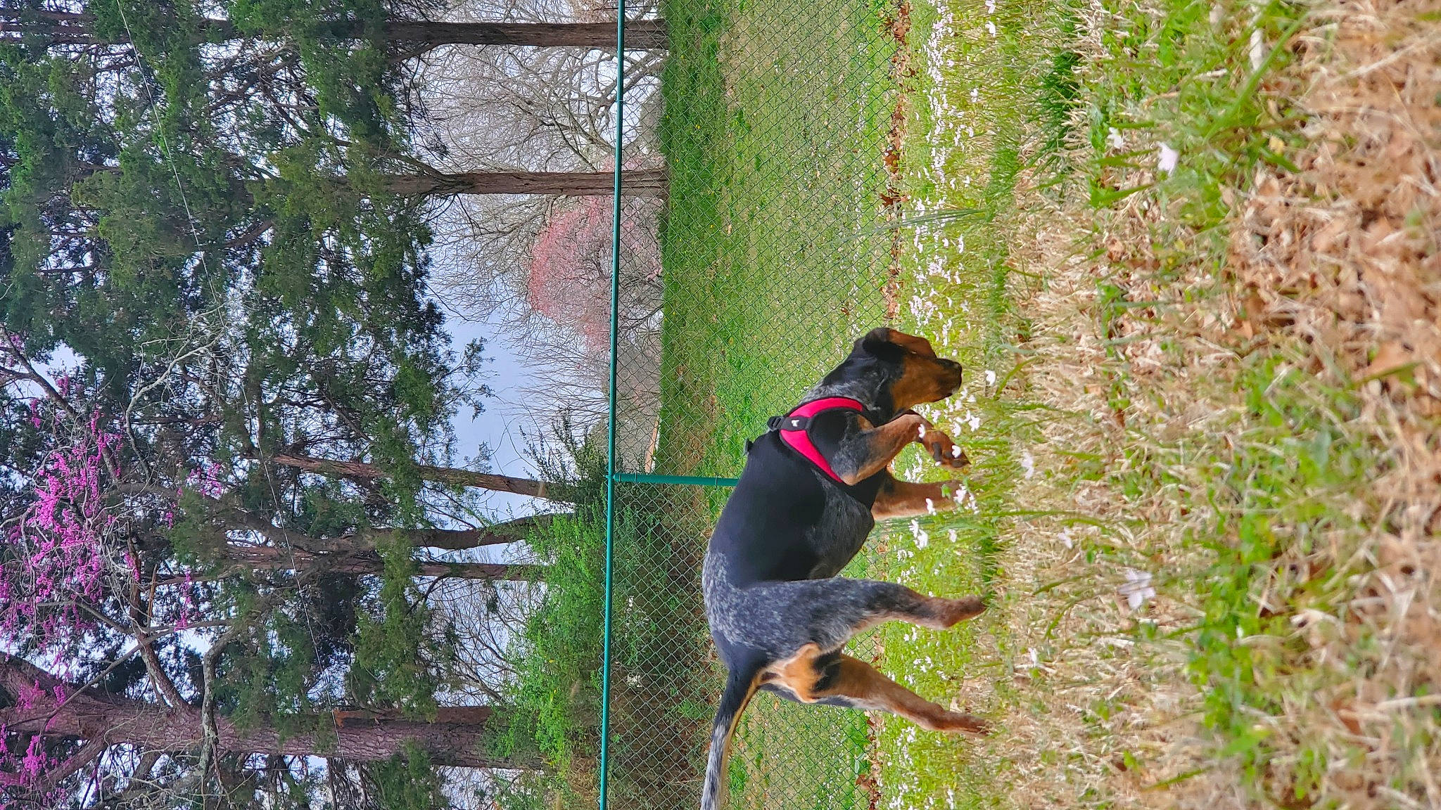 Beretta is registered to the contest to win money with this photo: canidae, carnivore, collar, companion_dog, dog, dog_breed, dog_collar, fawn, grass, guard_dog, hound, montenegrin_mountain_hound, pet_supply, plant, sporting_group, tail, tree, twig, working_animal, working_dog