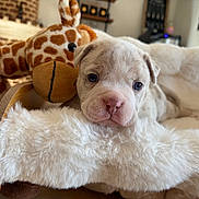 Betty Boop participe au concours pour gagner de l'argent avec cette photo : animal, blanket, brown, comfort, cozy, cute, dog, face, fur, furniture, giraffe, indoor, pet, plush_toy, puppy, resting, soft, stuffed_animal, white, young