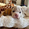 animal, blanket, brown, comfort, cozy, cute, dog, face, fur, furniture, giraffe, indoor, pet, plush_toy, puppy, resting, soft, stuffed_animal, white, young