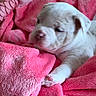 adorable, animal, blanket, closeup, comfort, cozy, cute, dog, domestic, fur, indoor, paw, pet, pink, puppy, resting, sleepy, snuggle, soft, young