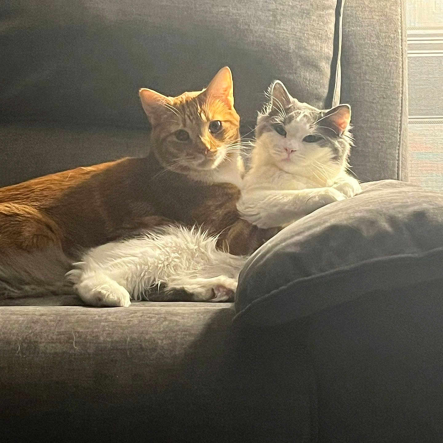 Sima And Rue is registered to the contest to win money with this photo: angora, animal, architecture, armchair, building, canine, cat, chair, couch, cushion, dog, furniture, homedecor, indoors, kitten, livingroom, manx, pet, pillow, room