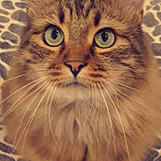 Jerry a rejoint le concours — aidez-le/la à gagner de superbes lots ! cat, tabby, fluffy, close_up, green_eyes, whiskers, pet, animal, feline, fur, cute, looking_up, indoor, patterned_background, domestic_cat, mammal, face, ears, nose, portrait