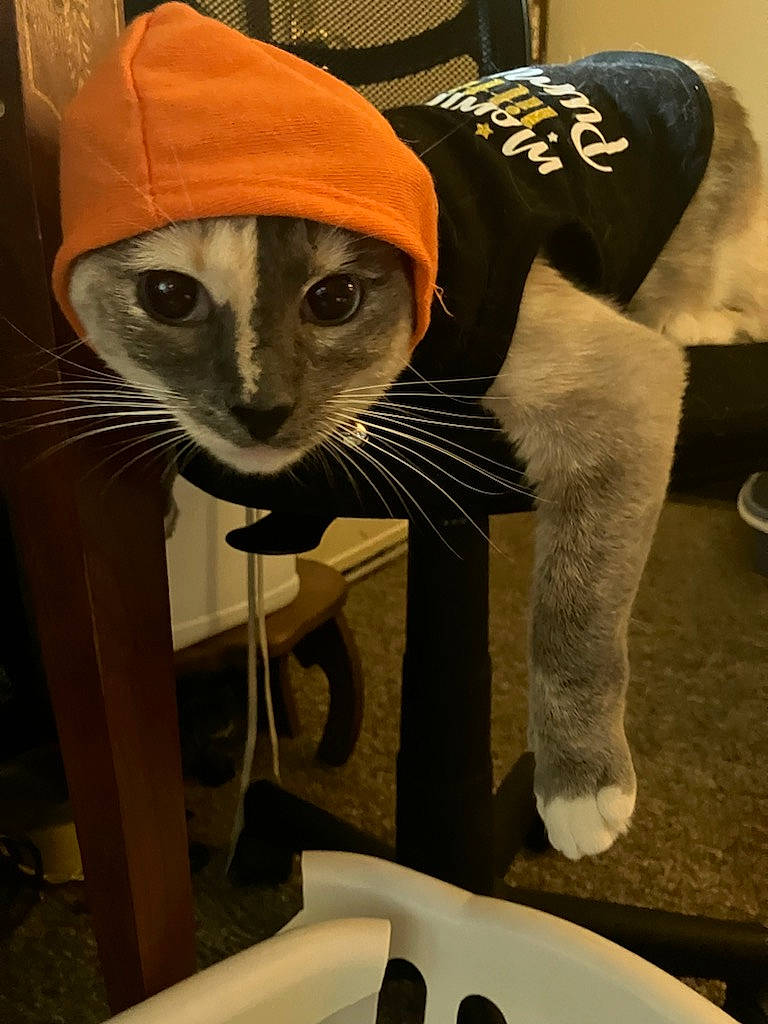 Bones is registered to the contest to win money with this photo: art, bathroom, cap, carmine, carnivore, cat, costume_hat, fashion_accessory, felidae, fur, hat, personal_protective_equipment, plumbing, plumbing_fixture, sink, small_to_medium_sized_cats, sportswear, suit, sun_hat, whiskers