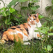 Big Mama is registered to the contest to win money with this photo: animal, calico_cat, cat, cute, domestic_cat, flora, fur, garden, grass, greenery, leafy, mammal, nature, outdoor, pet, plants, relaxed, resting, whiskers, wildlife