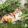 animal, calico_cat, cat, cute, domestic_cat, flora, fur, garden, grass, greenery, leafy, mammal, nature, outdoor, pet, plants, relaxed, resting, whiskers, wildlife