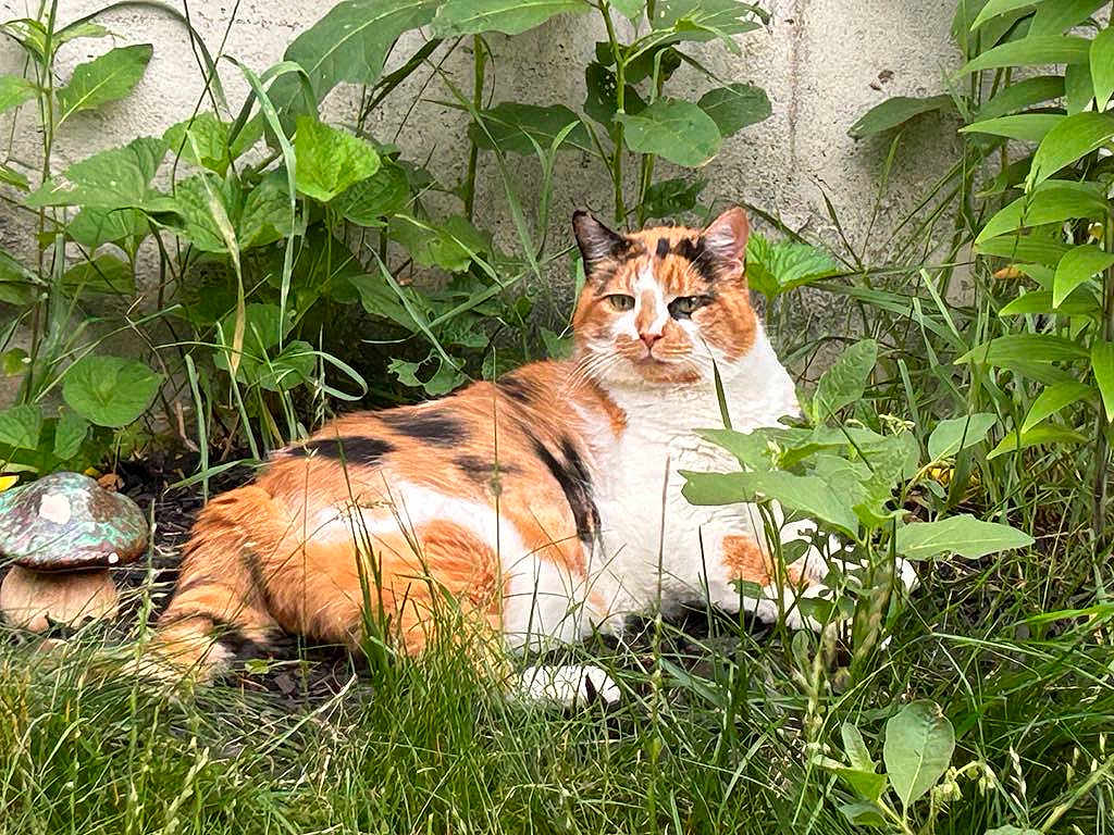 Big Mama