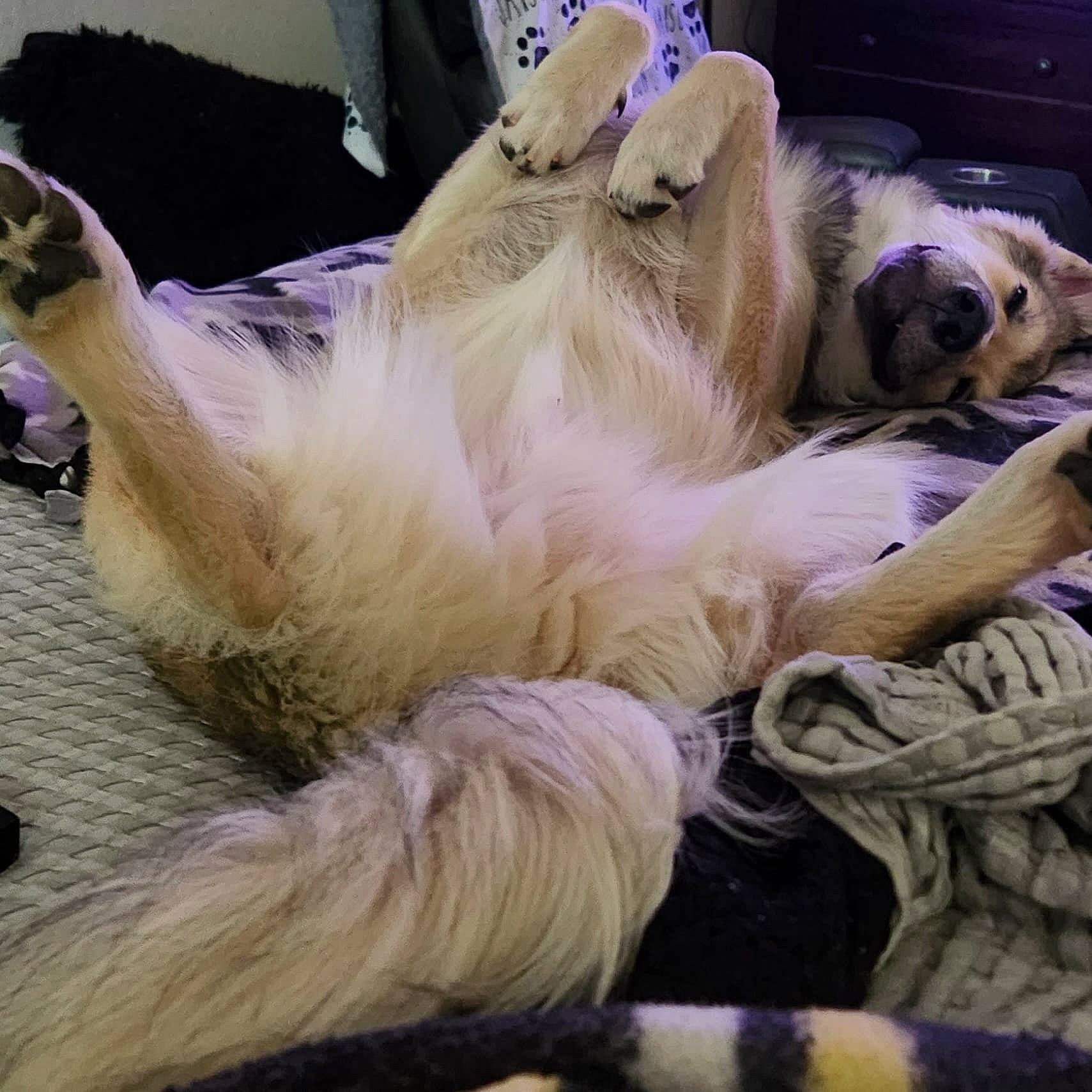 Jaxson is registered to the contest to win money with this photo: canidae, carnivore, claw, comfort, companion_dog, dog, dog_breed, ear, fawn, felidae, fur, human_leg, lap, nap, paw, small_to_medium_sized_cats, snout, sporting_group, tail, whiskers