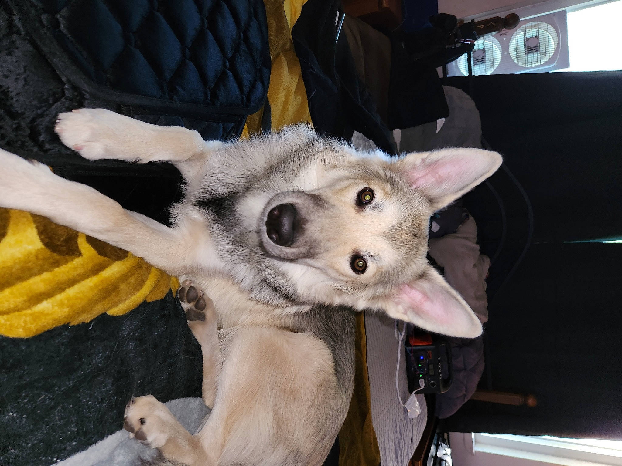 Jaxson joined the competition — help win amazing prizes! canidae, carnivore, chair, companion_dog, dog, dog_breed, dog_supply, fawn, fur, non_sporting_group, paw, snout, sporting_group, tail, whiskers, working_animal