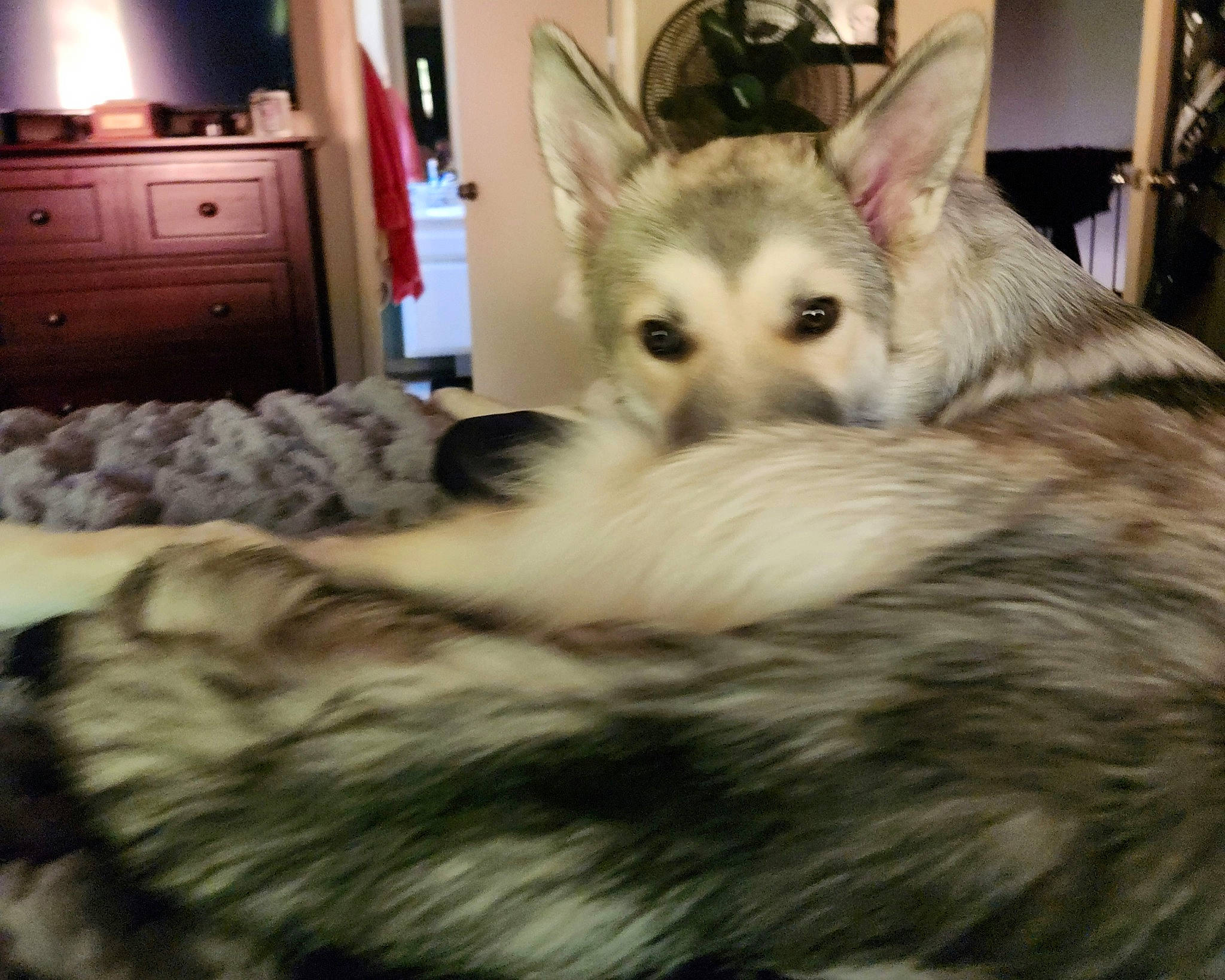 Jaxson joined the competition — help win amazing prizes! bookcase, cabinetry, carnivore, chest, chest_of_drawers, companion_dog, cupboard, dog, dog_breed, drawer, dresser, felidae, fur, iris, nightstand, small_to_medium_sized_cats, snout, television, terrestrial_animal, whiskers