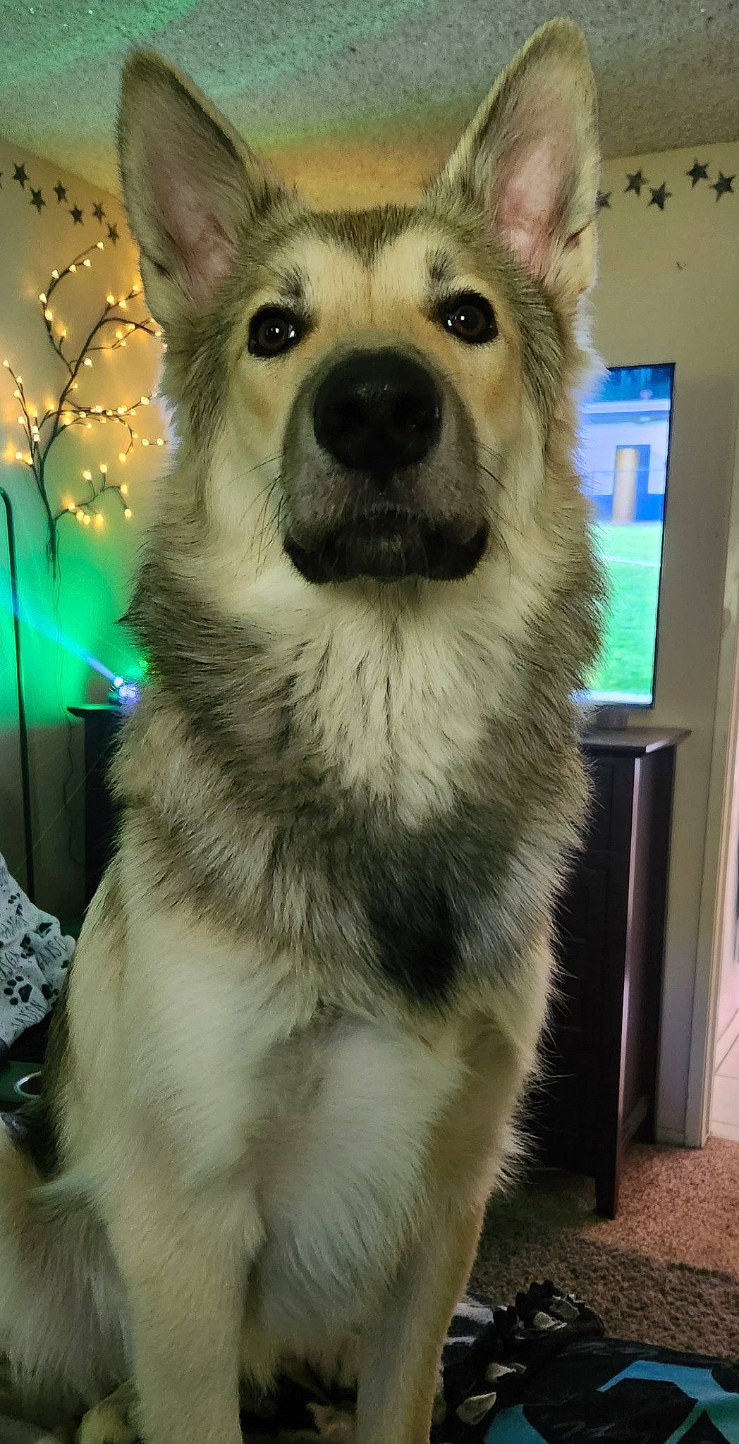 Jaxson is registered to the contest to win money with this photo: canidae, canis, carnivore, companion_dog, dog, dog_breed, fawn, fur, fur_clothing, head, iris, jaw, sled_dog, snout, sporting_group, television, terrestrial_animal, whiskers, wildlife, wolf