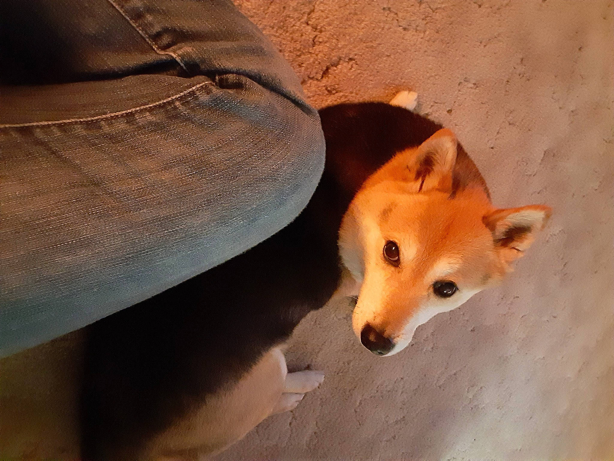 Sheila is registered to the contest to win money with this photo: brown, canidae, carnivore, companion_dog, dingo, dog, dog_breed, dog_supply, fawn, leather, liver, snout, sporting_group, tail, tan, working_animal, working_dog