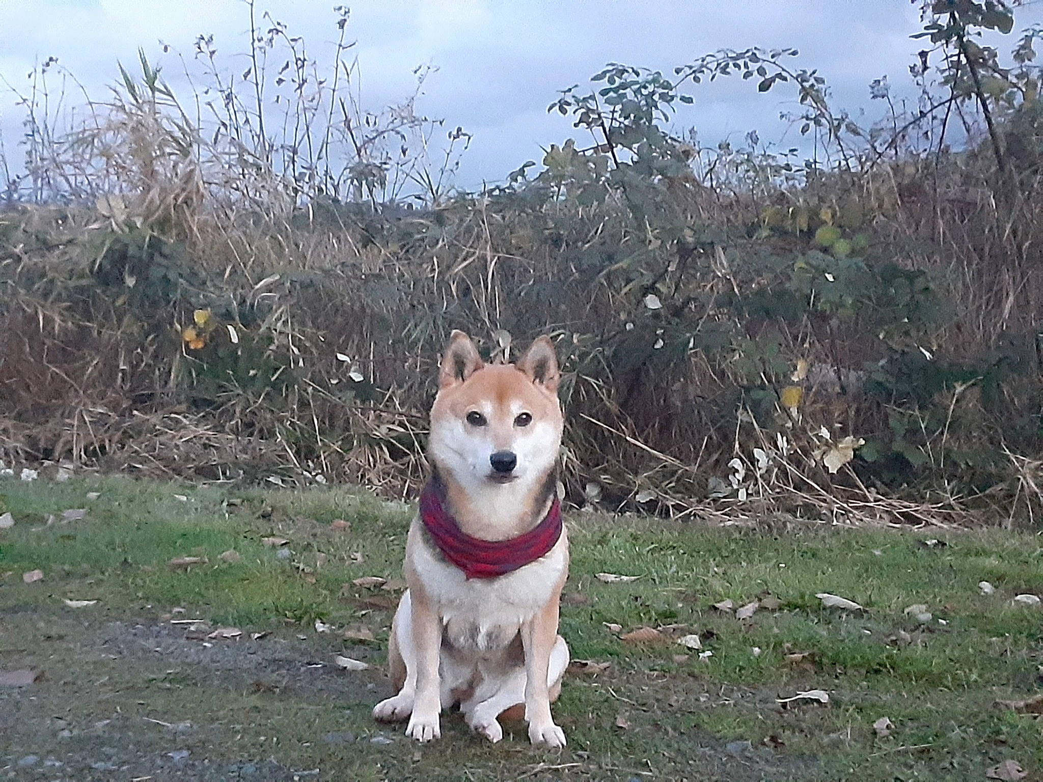 Sheila is registered to the contest to win money with this photo: akita_inu, canidae, carnivore, collar, companion_dog, dog, dog_breed, dog_collar, dog_supply, mammal, pet_supply, shrubland, snout, sporting_group, tail, working_animal, working_dog