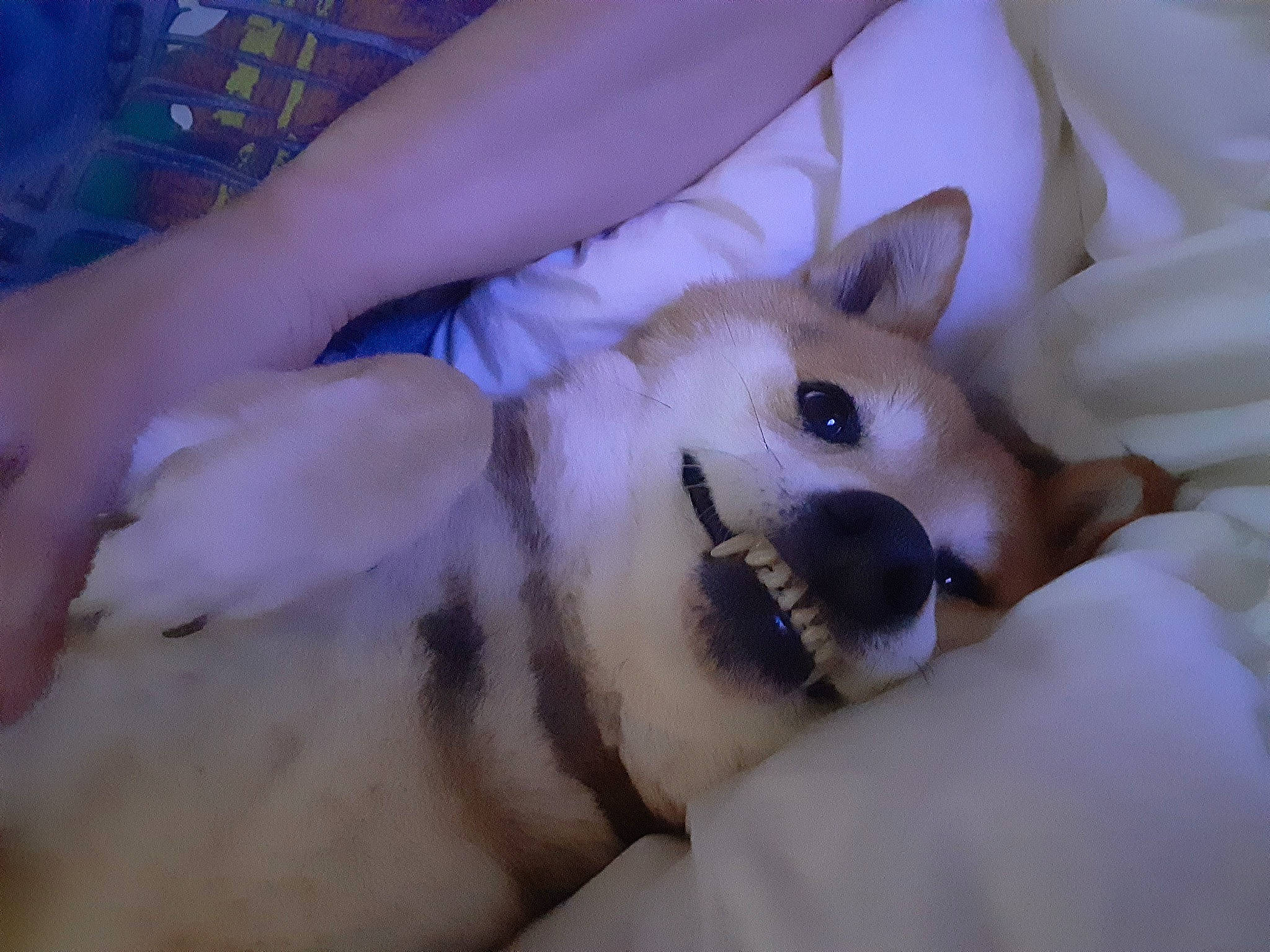 Sheila is registered to the contest to win money with this photo: canidae, carnivore, companion_dog, dog, dog_breed, dog_supply, fur, japanese_spitz, non_sporting_group, snout, terrestrial_animal, tongue, working_animal