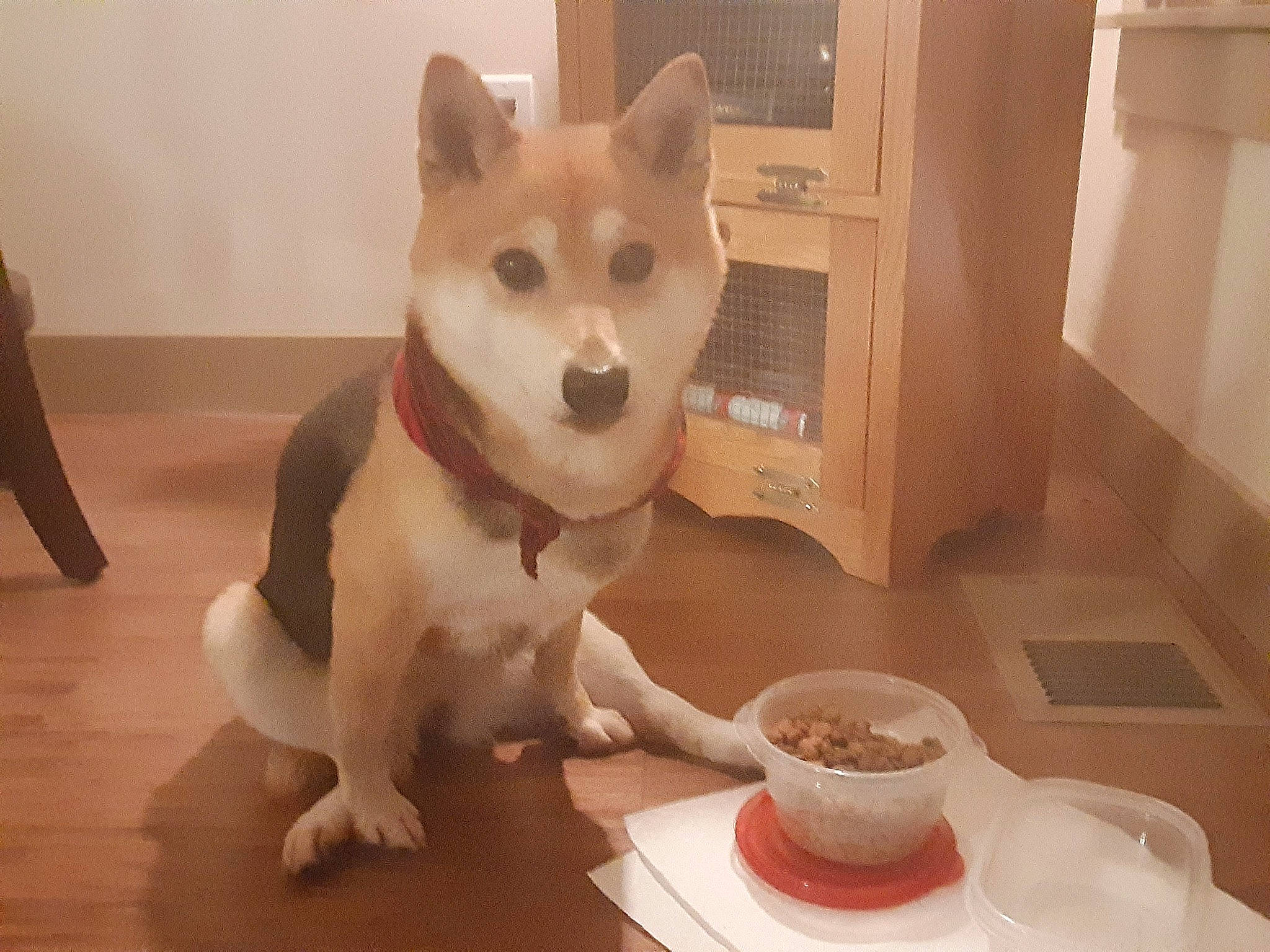 Sheila joined the competition — help win amazing prizes! bowl, canidae, carnivore, ceramic, collar, companion_dog, dishware, dog, dog_breed, dog_supply, floor, flooring, hardwood, laminate_flooring, mixing_bowl, pet_supply, serveware, sled_dog, wood_flooring, working_animal