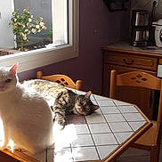 Chamallow Et Milka participe au concours pour gagner de l'argent avec cette photo : carnivoran, cat, cat_like_mammal, dog_like_mammal, furniture, home, house, small_to_medium_sized_cats, vertebrate, window