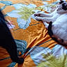 Tachoune participe au concours pour gagner de l'argent avec cette photo : animal, bedspread, black, blur, cat, colorful, cozy, domestic, fabric, feline, floral_pattern, home, indoor, lying_down, orange, paw, pet, relaxed, walking, white