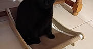 Tachoune a rejoint le concours — aidez-le/la à gagner de superbes lots ! animal, black_cat, cat, curious, domestic, eye_contact, feline, furniture, home, household, indoor, legs, pet, quiet, resting, scratching_pad, sitting, small_object, tile_floor, wooden_table