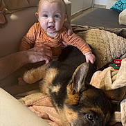 Emrys a rejoint le concours — aidez-le/la à gagner de superbes lots ! animal, arm, baby, blanket, child, comfort, couch, cozy, cute, dog, furniture, german_shepherd, hand, indoor, living_room, orange_onesie, person, pet, puppy, toddler