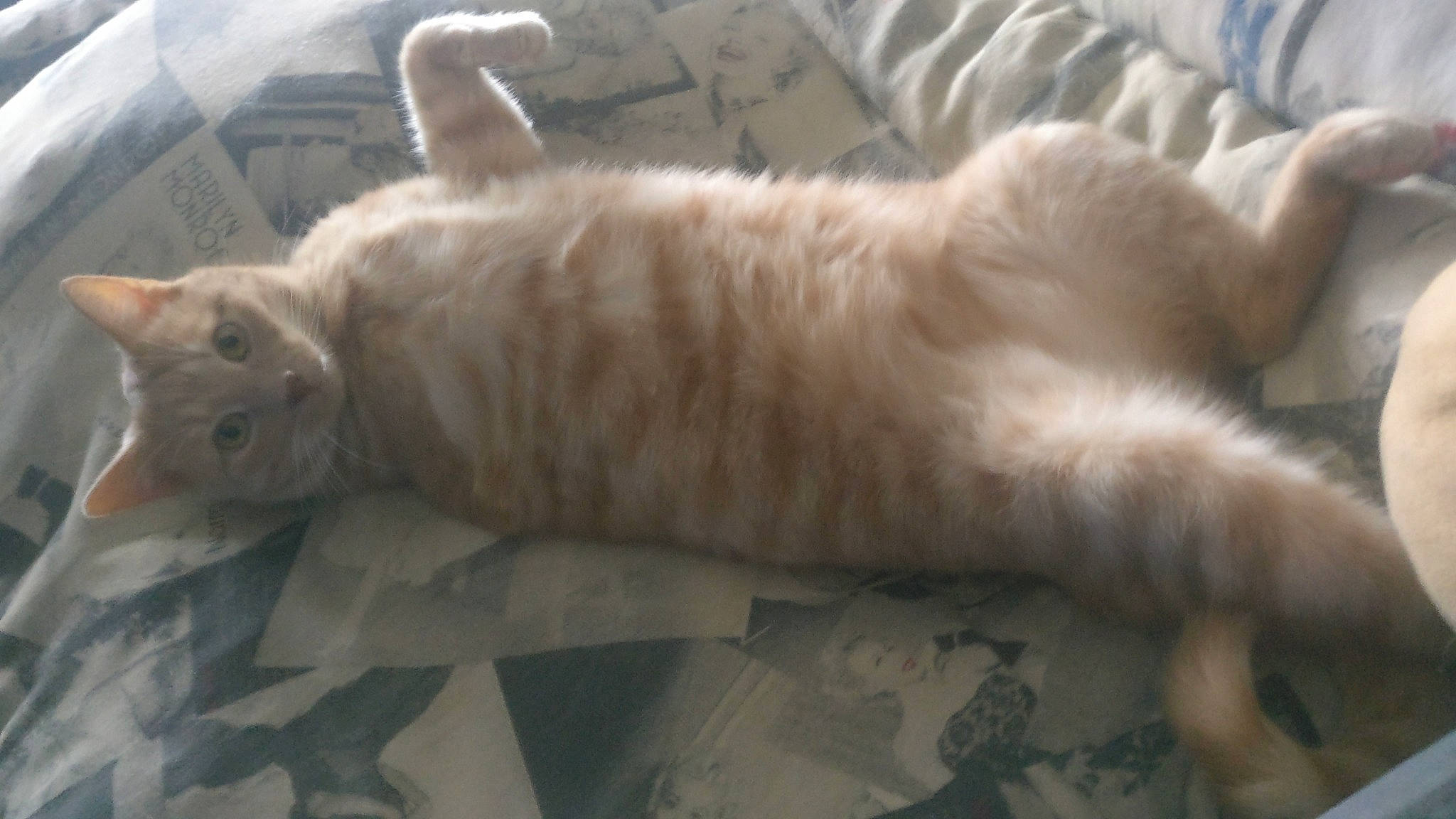 Froogy participe au concours pour gagner de l'argent avec cette photo : american_curl, british_longhair, carnivore, cat, european_shorthair, fawn, felidae, fur, kitten, nap, norwegian_forest_cat, persian, small_to_medium_sized_cats, tail, turkish_angora, turkish_van, whiskers