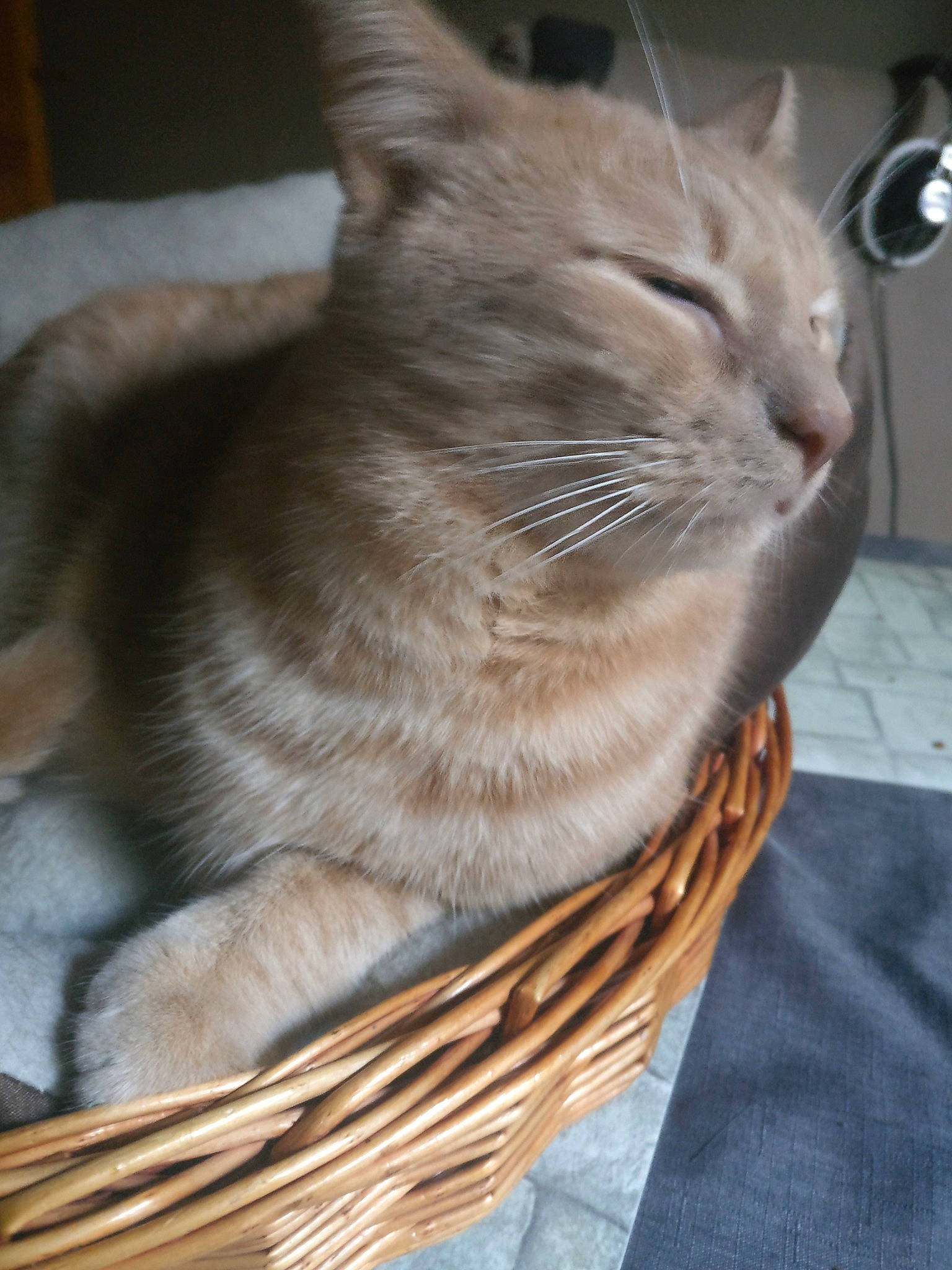 Froogy participe au concours pour gagner de l'argent avec cette photo : asian, australian_mist, british_shorthair, carnivore, cat, domestic_short_haired_cat, european_shorthair, fawn, felidae, mammal, small_to_medium_sized_cats, snout, whiskers