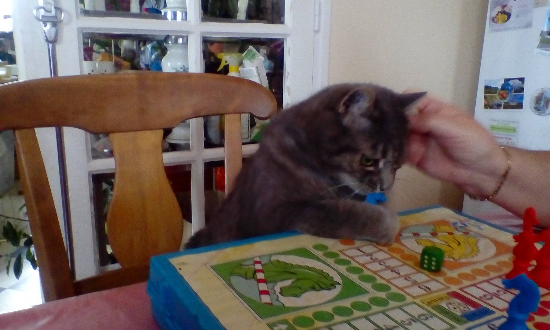 Chouchou a rejoint le concours — aidez-le/la à gagner de superbes lots ! american_shorthair, asian, carnivore, cat, domestic_short_haired_cat, european_shorthair, felidae, games, kitten, play, russian_blue, small_to_medium_sized_cats, whiskers