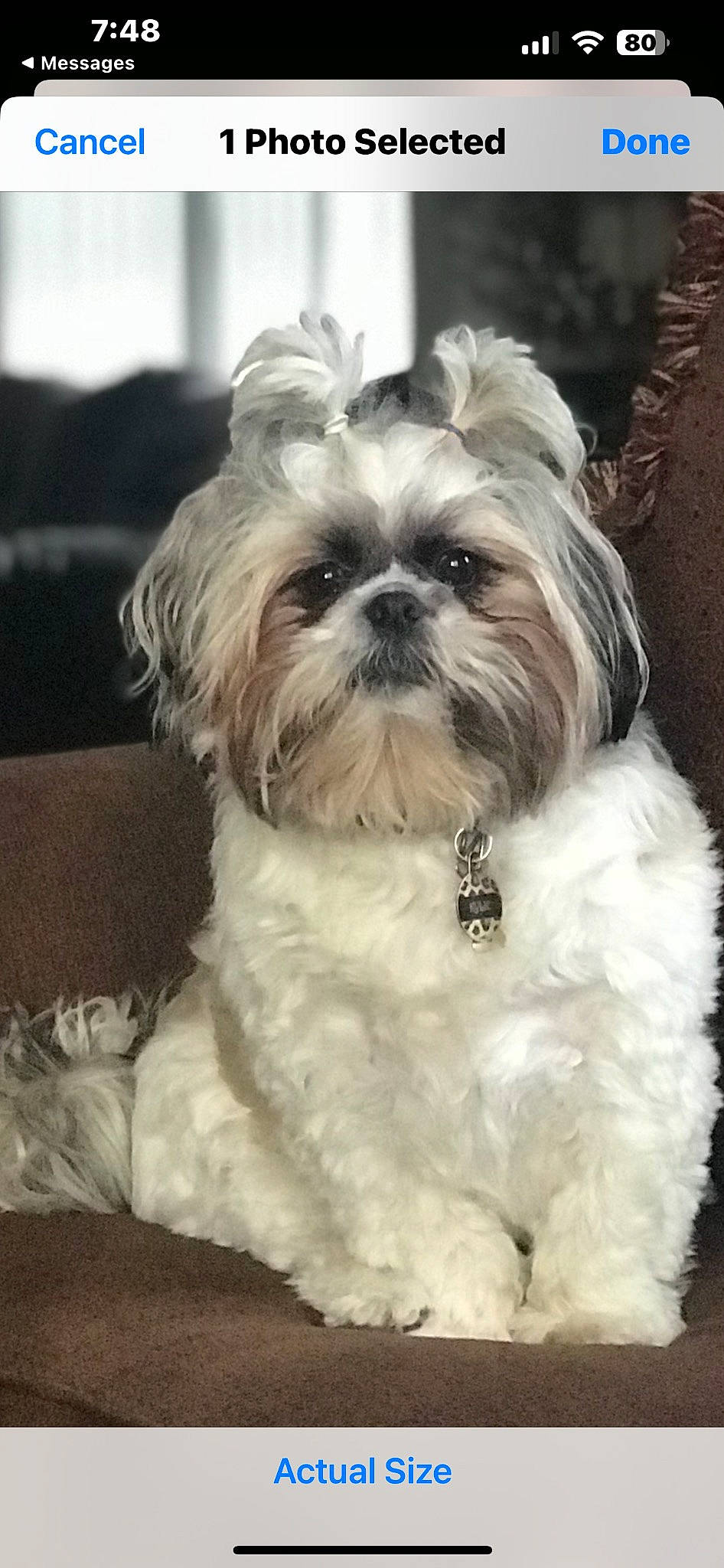 Kylie is registered to the contest to win money with this photo: canidae, carnivore, companion_dog, dog, dog_breed, fawn, fur, head, liver, mal_shi, maltepoo, natural_material, non_sporting_group, shih_tzu, small_terrier, snout, sporting_group, terrestrial_animal, toy_dog, working_animal