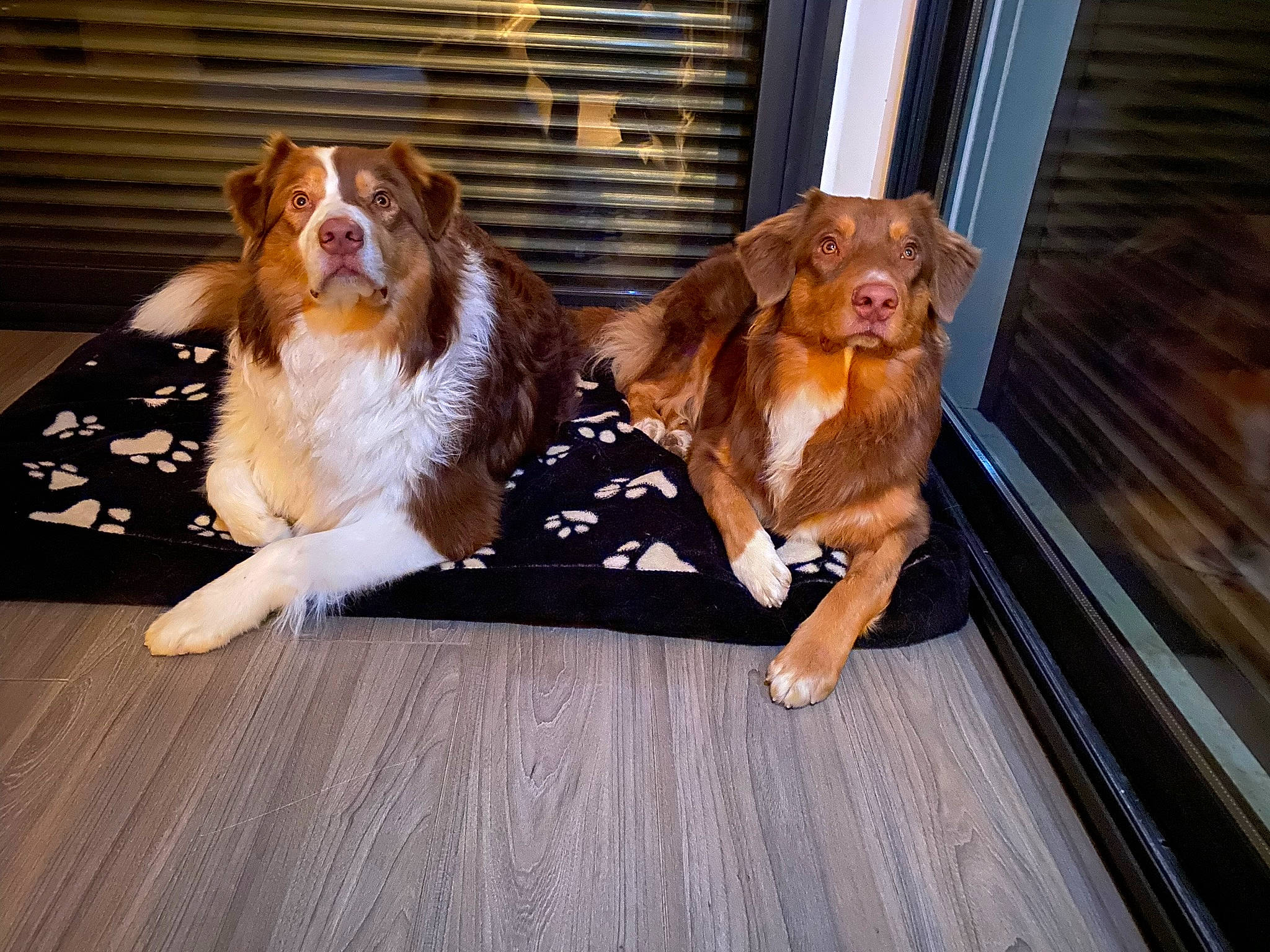 Ralph a rejoint le concours — aidez-le/la à gagner de superbes lots ! canidae, carnivore, cavalier_king_charles_spaniel, companion_dog, dog, dog_breed, fawn, flooring, fur, hardwood, king_charles_spaniel, liver, shetland_sheepdog, smile, snout, spaniel, sporting_group, toy_dog, whiskers, wood