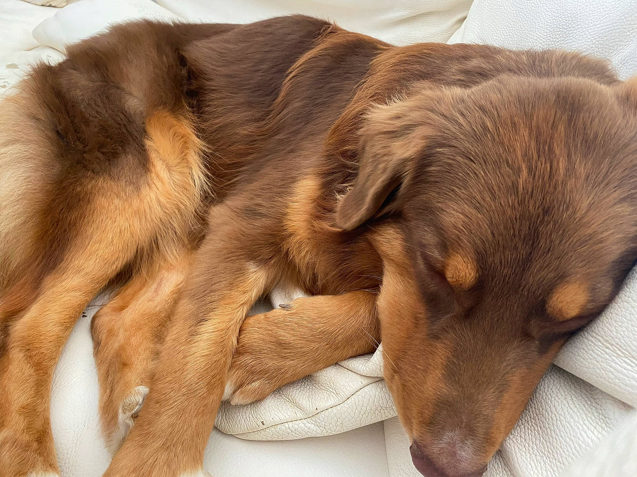 Ralph participe au concours pour gagner de l'argent avec cette photo : bed, canidae, carnivore, comfort, companion_dog, dog, dog_breed, fawn, fur, liver, nap, paw, pet_supply, puppy, sleep, snout, sporting_group, terrestrial_animal, whiskers, working_animal