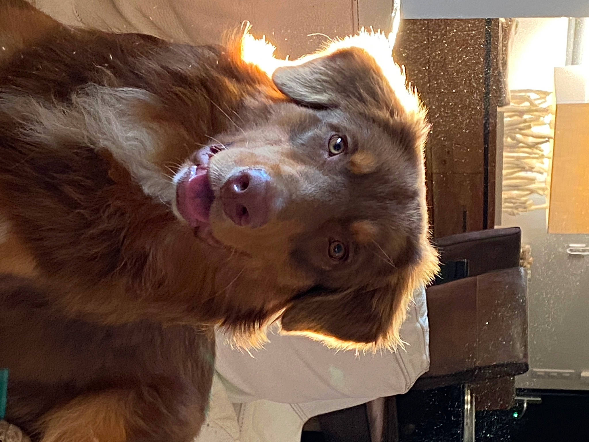 Ralph participe au concours pour gagner de l'argent avec cette photo : canidae, carnivore, companion_dog, computer_monitor, dog, dog_breed, ear, fawn, fur, gun_dog, jaw, liver, paw, retriever, snout, sporting_group, whiskers, working_animal, working_dog