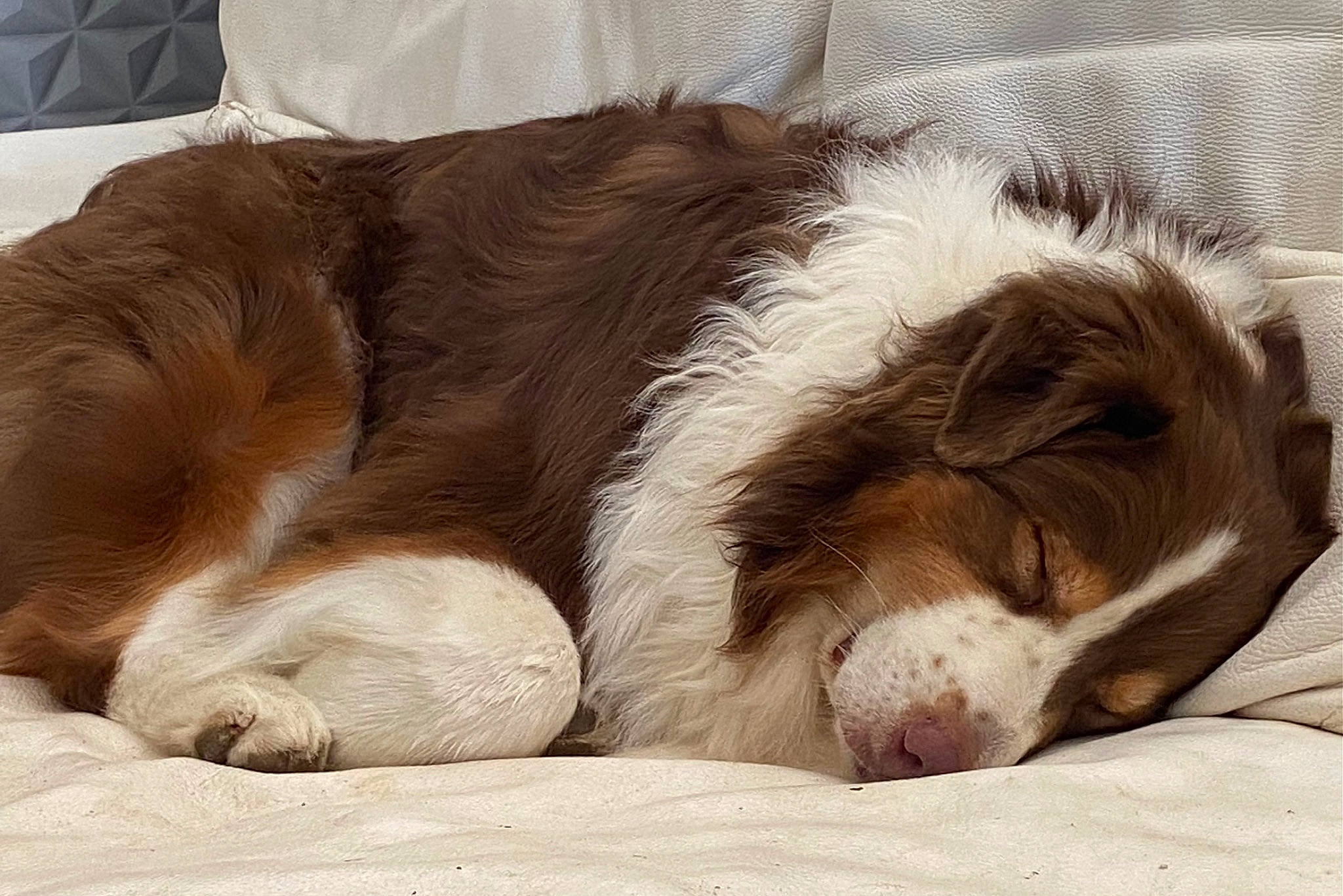 Oscar participe au concours pour gagner de l'argent avec cette photo : bored, canidae, carnivore, comfort, companion_dog, dog, dog_breed, fawn, fur, giant_dog_breed, liver, nap, paw, sleep, snout, sporting_group, terrestrial_animal, whiskers, working_animal, working_dog