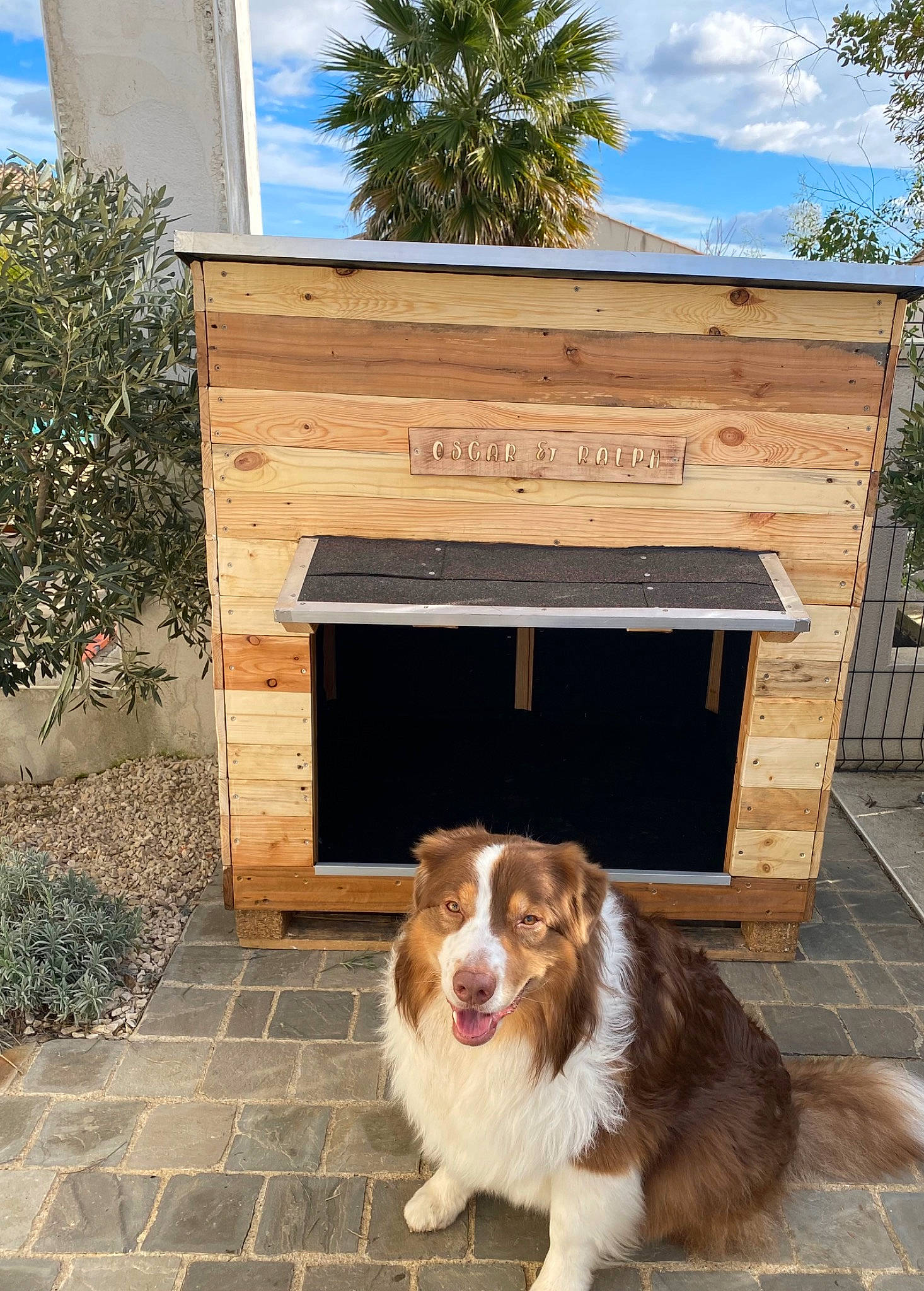 Oscar participe au concours pour gagner de l'argent avec cette photo : building, carnivore, cloud, companion_dog, dog, dog_breed, door, fawn, grass, hardwood, house, king_charles_spaniel, liver, plant, porch, siding, sky, snout, tree, wood