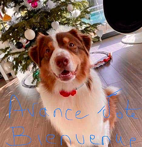 Oscar participe au concours pour gagner de l'argent avec cette photo : brittany, carnivore, collar, companion_dog, dog, dog_breed, dog_collar, door, fawn, gun_dog, happy, irish_red_and_white_setter, liver, plant, smile, snout, spaniel, whiskers, wood, working_animal