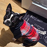 Clyde joined the competition — help win amazing prizes! boston_terrier, dog, pet, sweater, red_plaid, black_and_white, indoor, kitchen, wooden_floor, mat, cute, small_dog, looking_up, canine, domestic_animal, flooring, animal_clothing, portrait, companion, house_pet