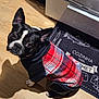 animal_clothing, black_and_white, boston_terrier, canine, companion, cute, dog, domestic_animal, flooring, house_pet, indoor, kitchen, looking_up, mat, pet, portrait, red_plaid, small_dog, sweater, wooden_floor