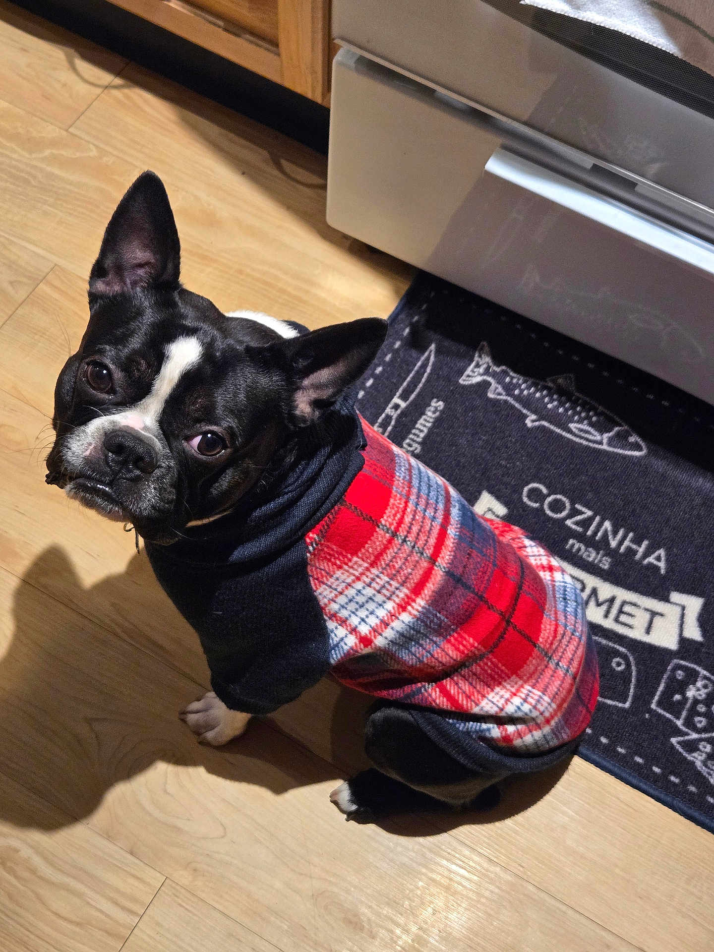 Clyde joined the competition — help win amazing prizes! boston_terrier, dog, pet, sweater, red_plaid, black_and_white, indoor, kitchen, wooden_floor, mat, cute, small_dog, looking_up, canine, domestic_animal, flooring, animal_clothing, portrait, companion, house_pet