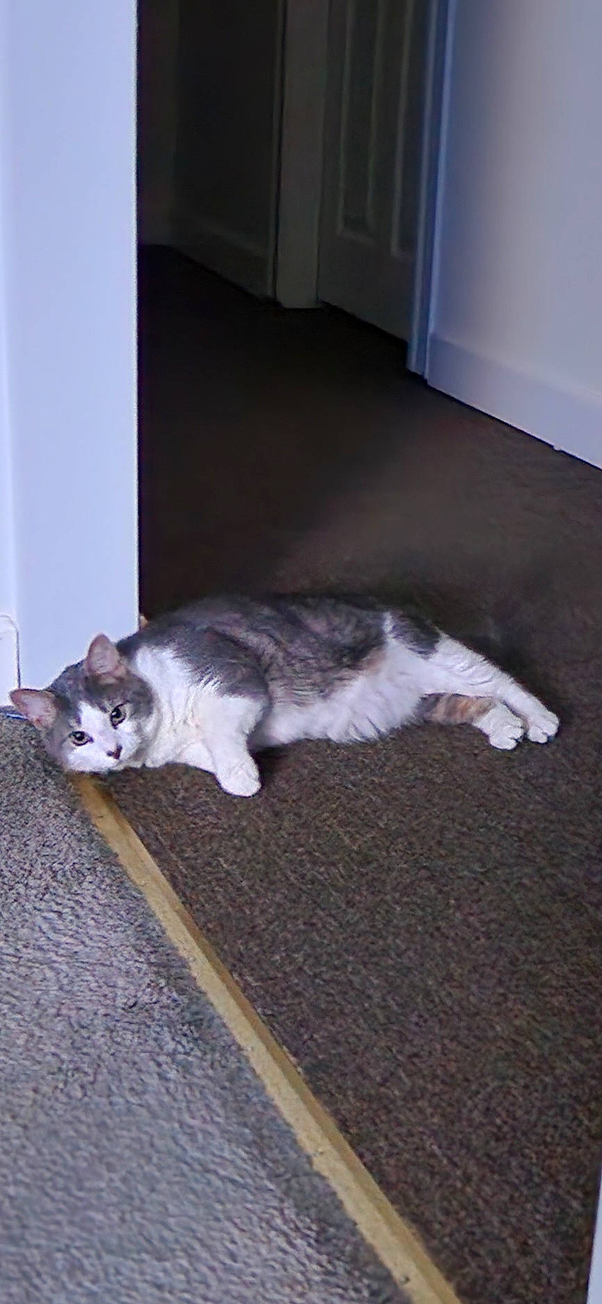 Shadow is registered to the contest to win money with this photo: carnivore, cat, comfort, domestic_short_haired_cat, door, felidae, floor, flooring, fur, grey, hardwood, paw, room, small_to_medium_sized_cats, tail, whiskers, window, wood, wood_flooring