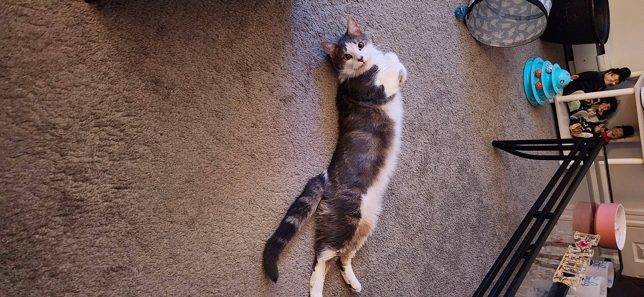 Shadow joined the competition — help win amazing prizes! canidae, carnivore, cat, claw, dog_breed, domestic_short_haired_cat, felidae, flooring, foot, fur, paw, shadow, small_to_medium_sized_cats, snout, sporting_group, tableware, tail, vehicle, whiskers, wood