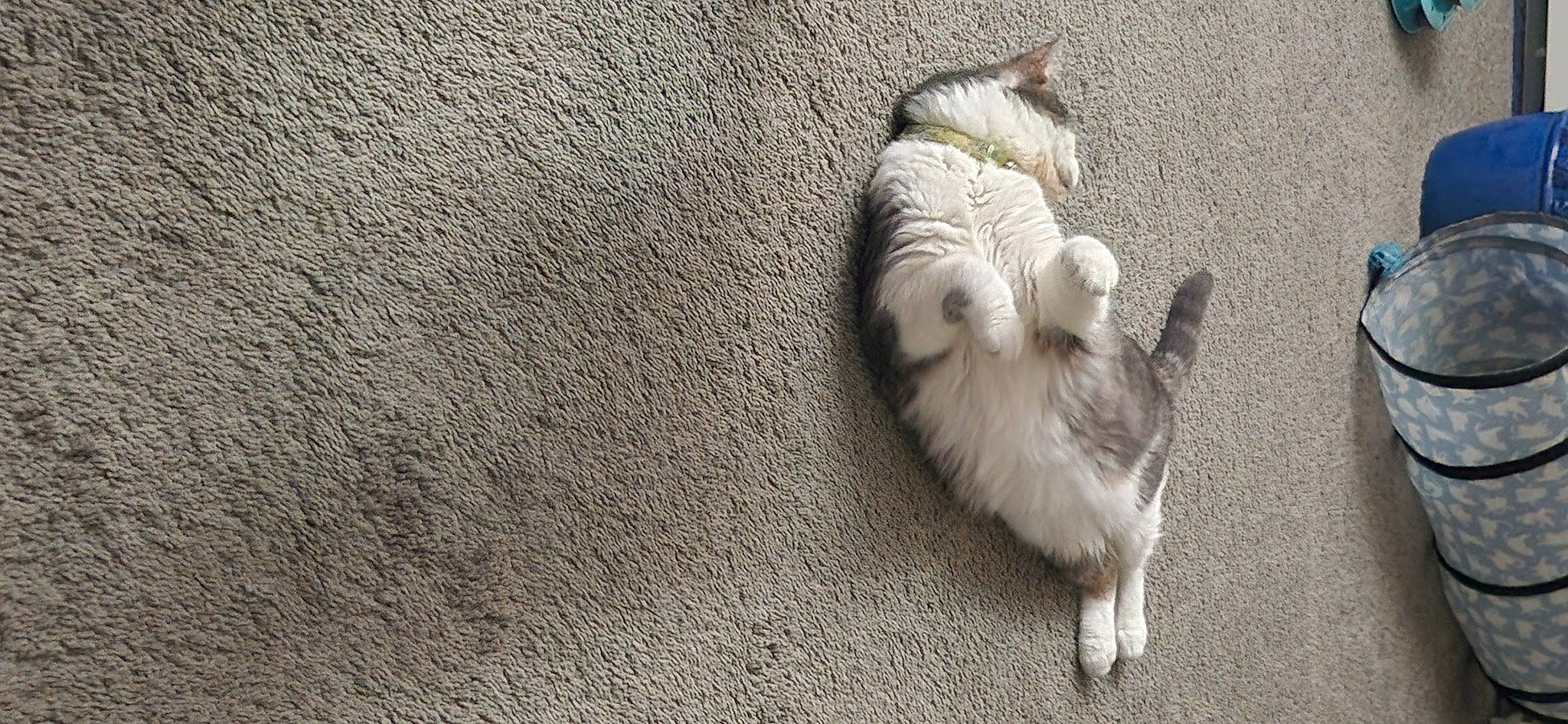 Shadow is registered to the contest to win money with this photo: canidae, carnivore, comfort, companion_dog, dog, dog_breed, felidae, fur, grey, non_sporting_group, paw, sand, small_to_medium_sized_cats, soil, sporting_group, tail, toy_dog, whiskers