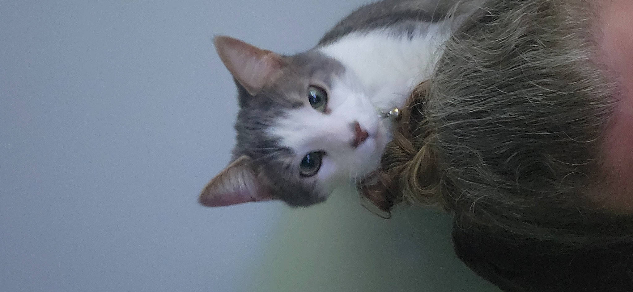 Shadow is registered to the contest to win money with this photo: carnivore, cat, domestic_short_haired_cat, ear, felidae, fur, paw, small_to_medium_sized_cats, snout, tail, whiskers